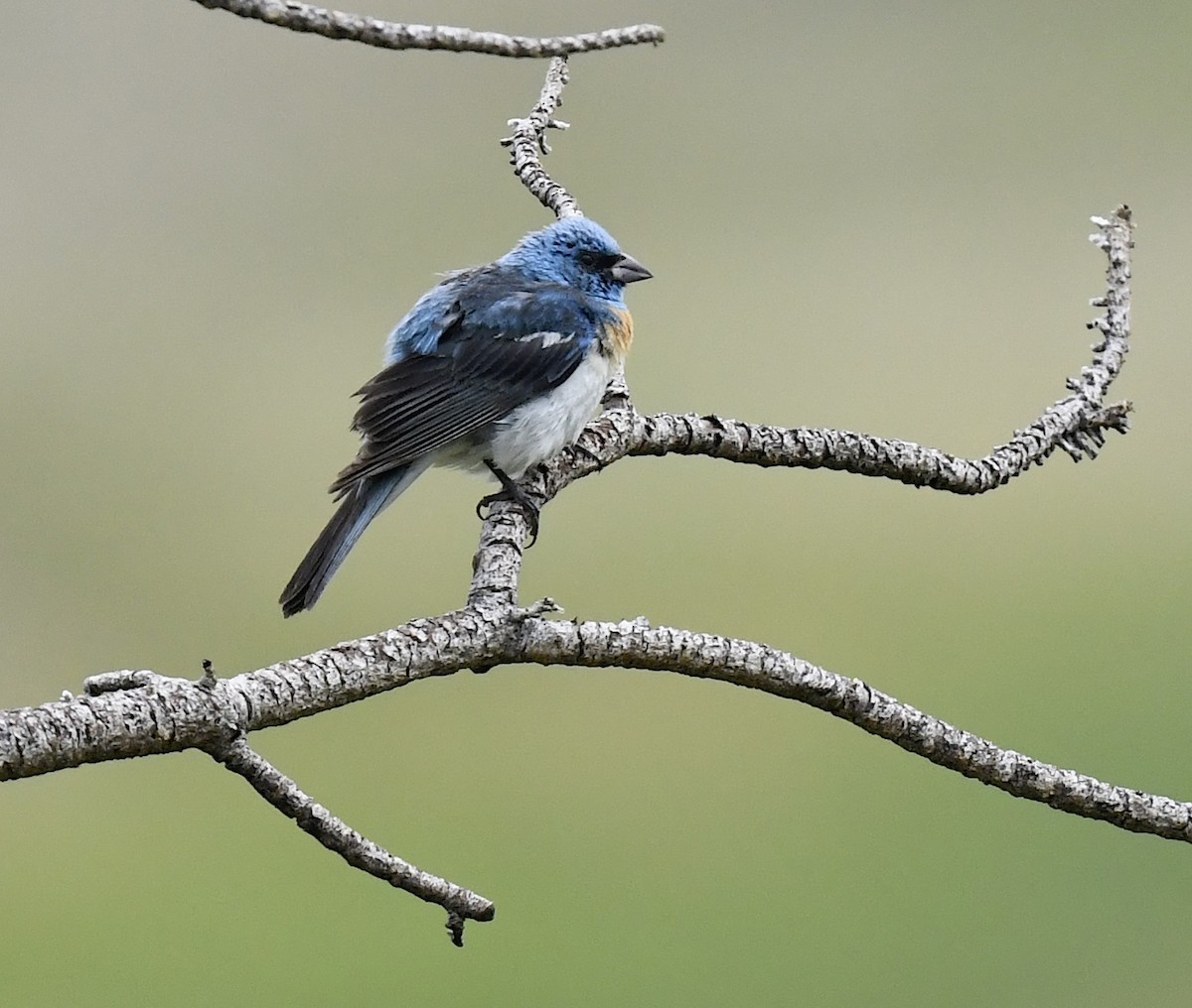 lazulispurv - ML646914280