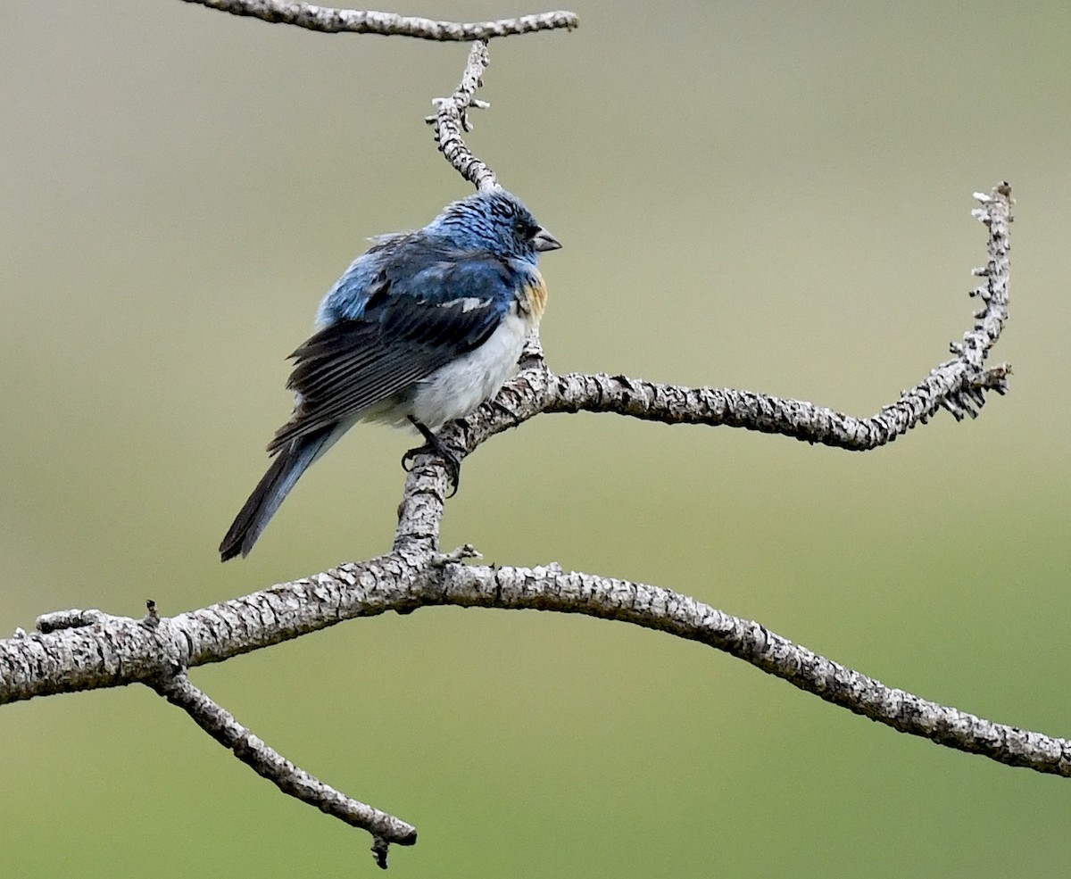 lazulispurv - ML646914281