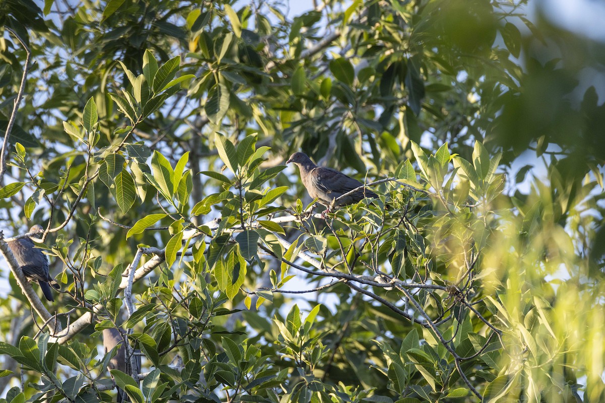 Red-billed Pigeon - ML646914282