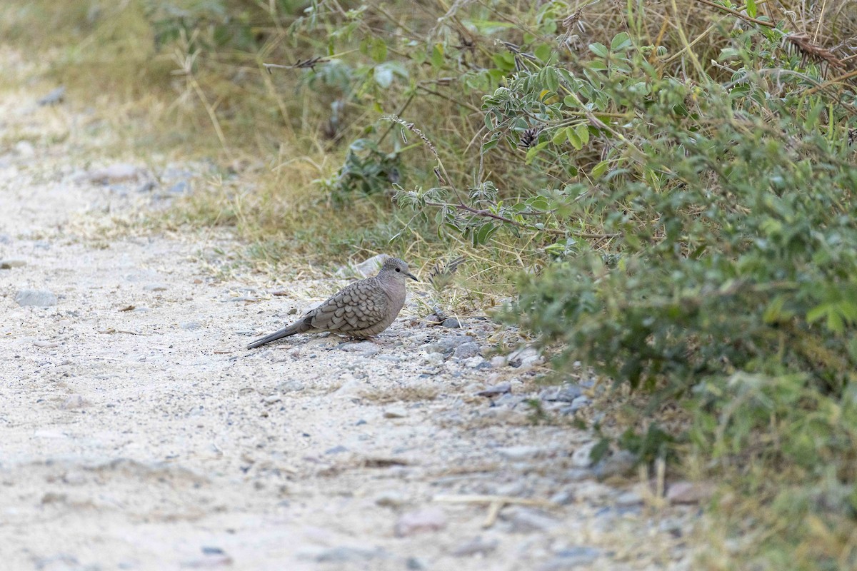 Горличка-інка мексиканська - ML646914284