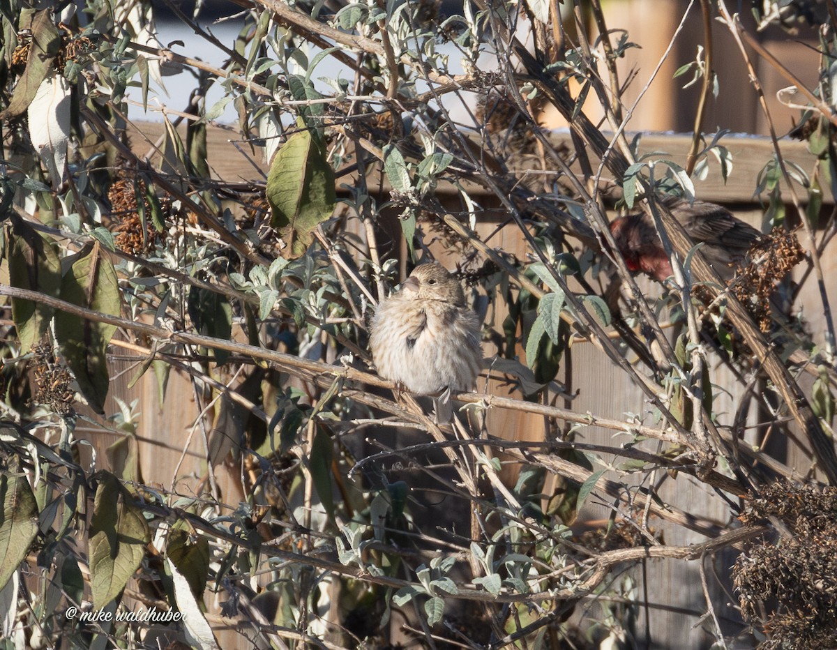 House Finch - ML646914285