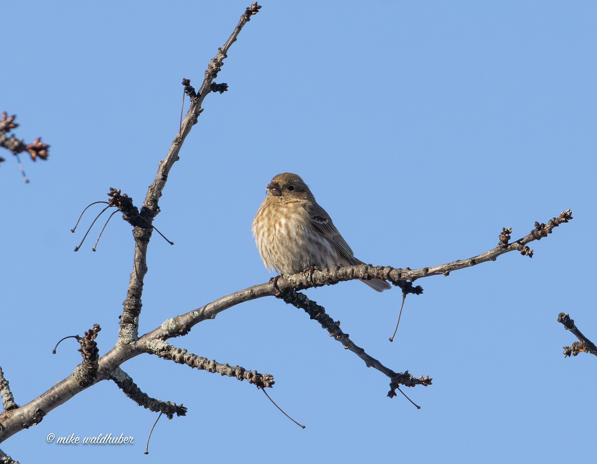 House Finch - ML646914286