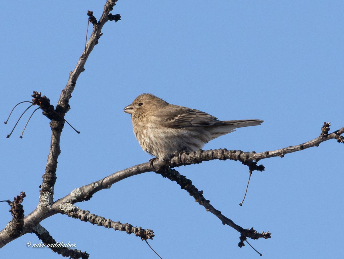 House Finch - ML646914287
