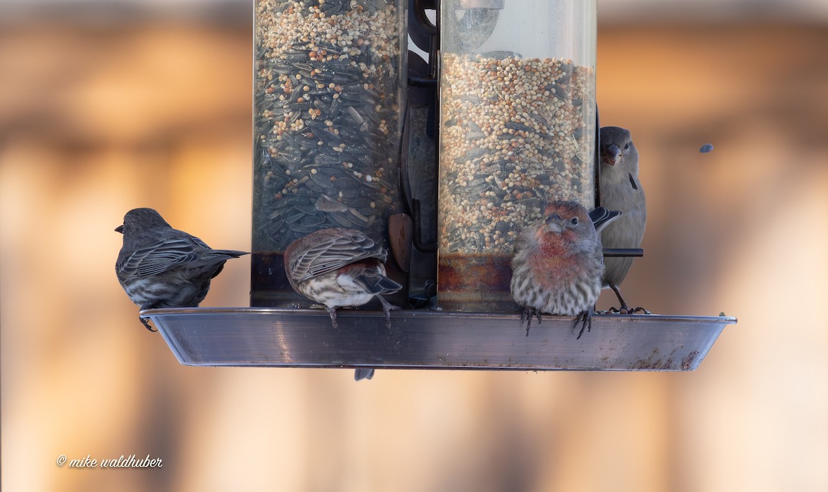 House Finch - ML646914288