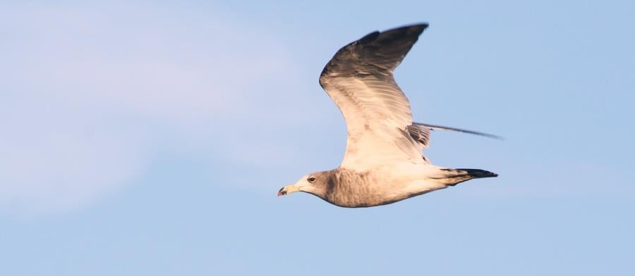 argentinamåke - ML646914290