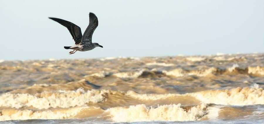 argentinamåke - ML646914291