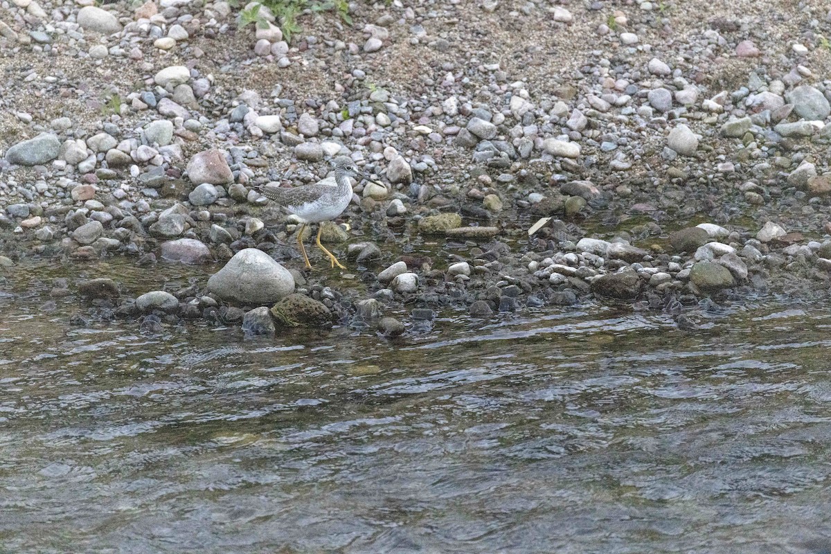 Коловодник строкатий - ML646914296