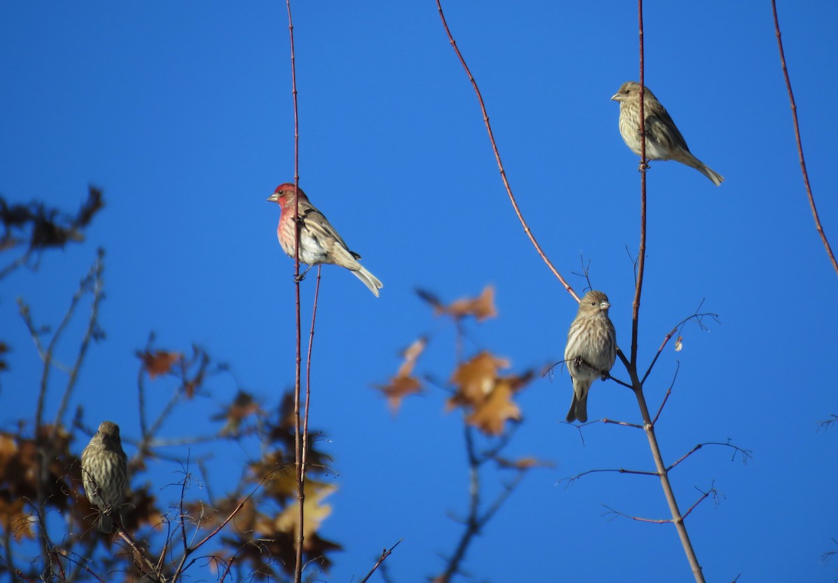 House Finch - ML646914297