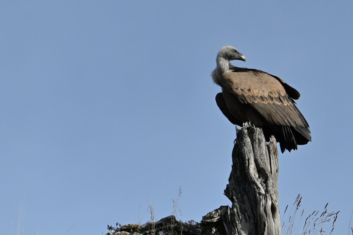 Белоголовый сип - ML646914298