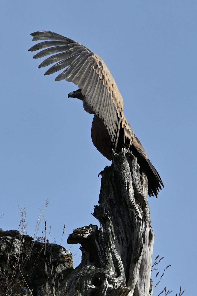 Белоголовый сип - ML646914299