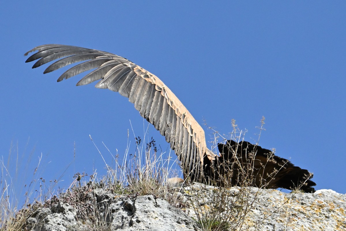 Белоголовый сип - ML646914300