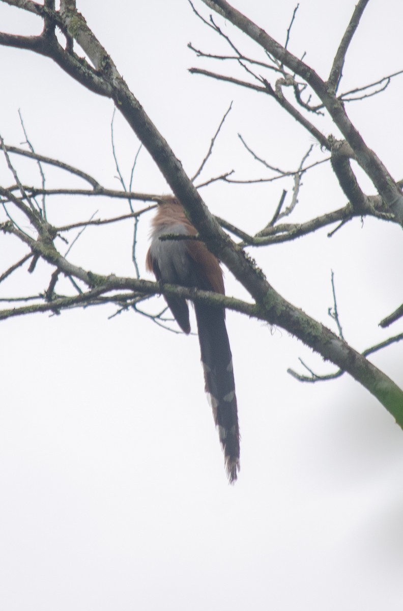 Common Squirrel-Cuckoo - ML646914303