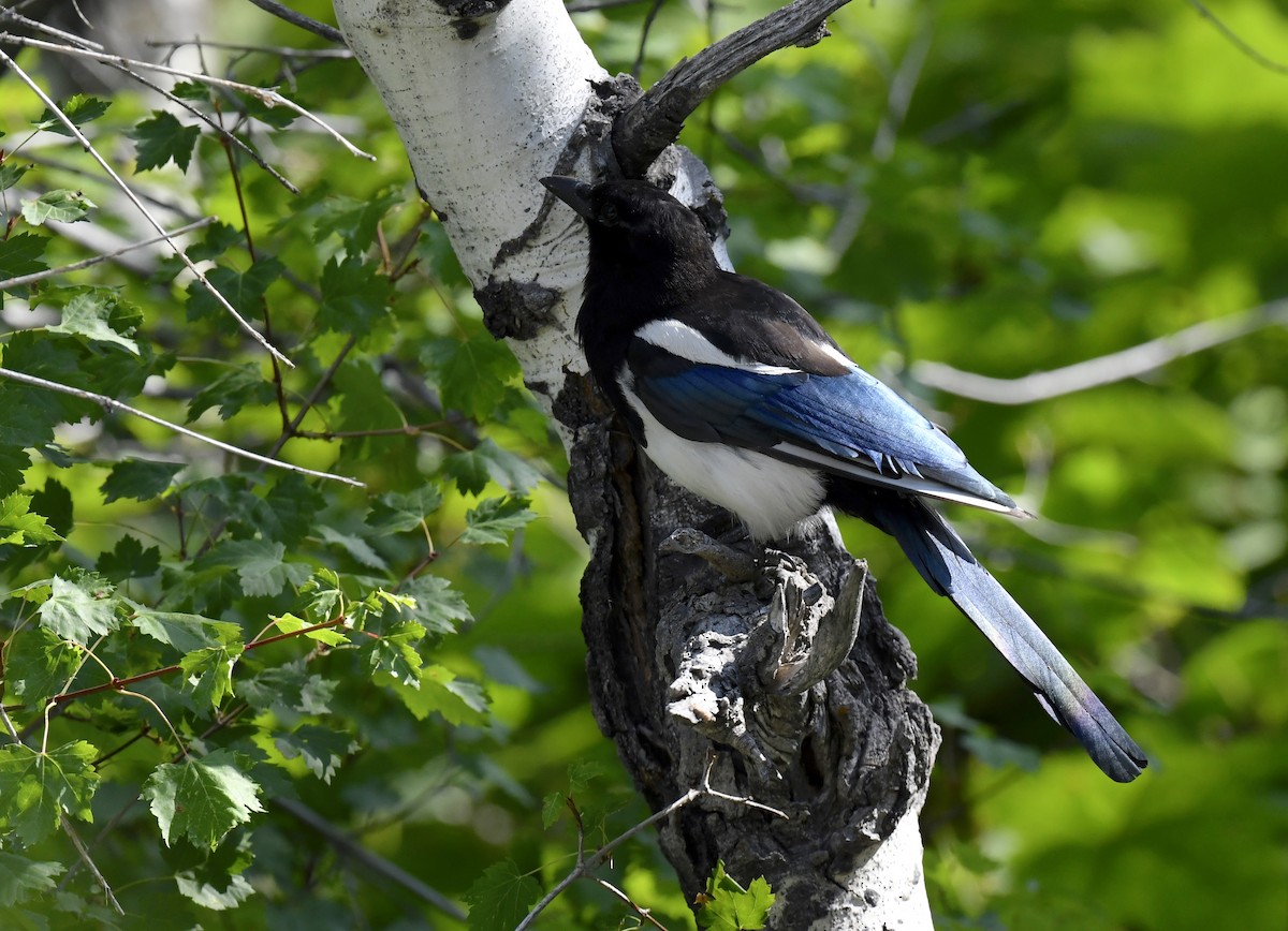 svartnebbskjære - ML646914305