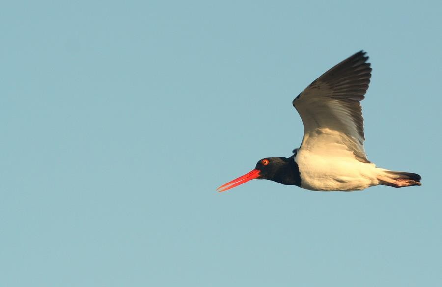 amerikatjeld - ML646914306