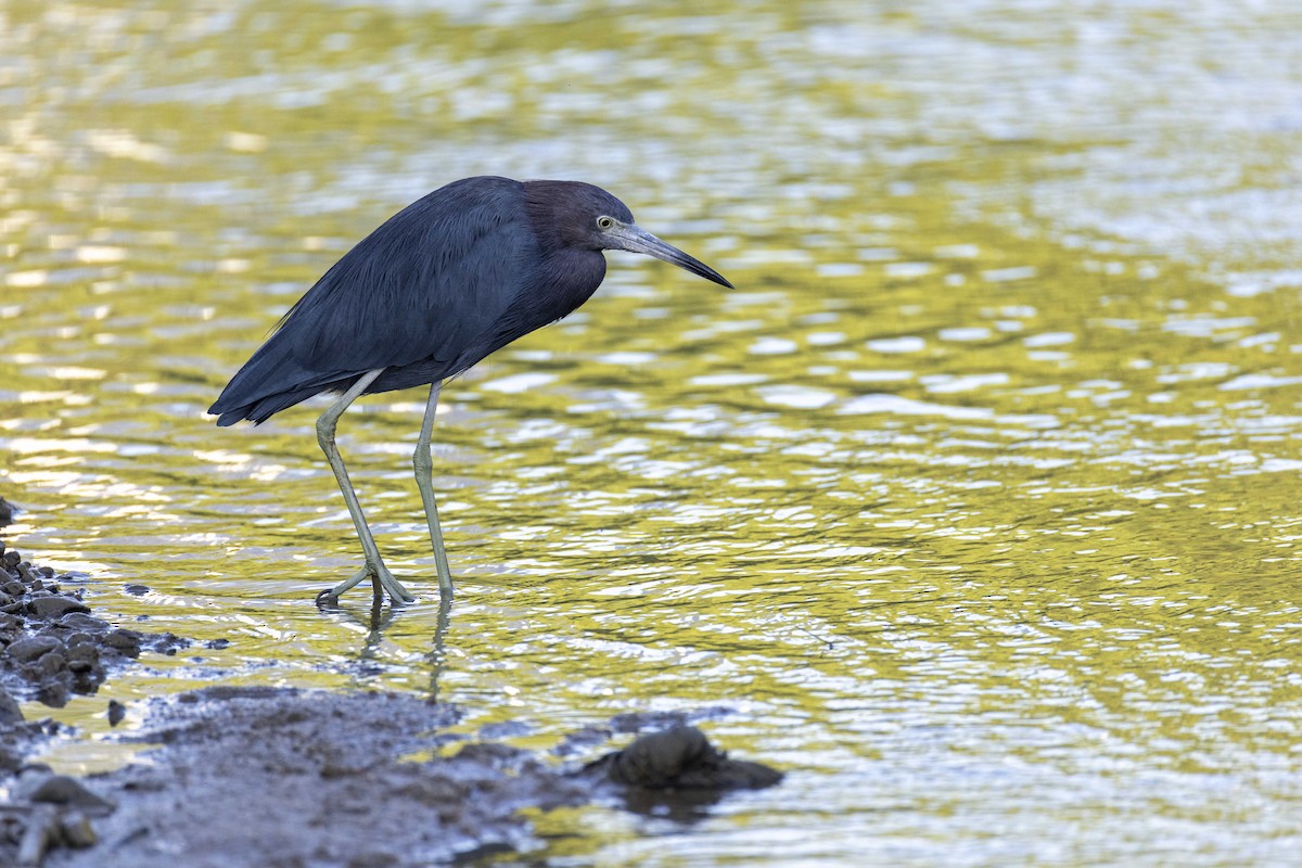 Чепура блакитна - ML646914307