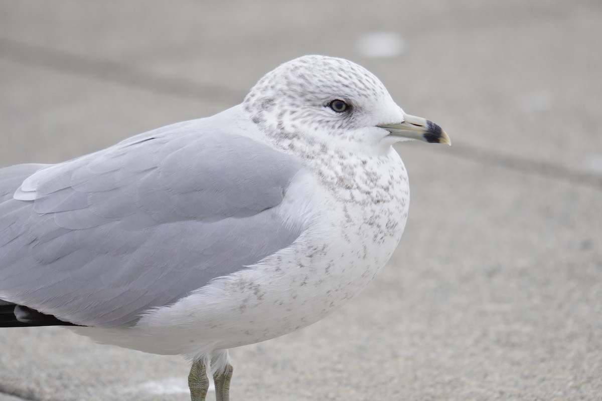 Gaviota de Delaware - ML646914310