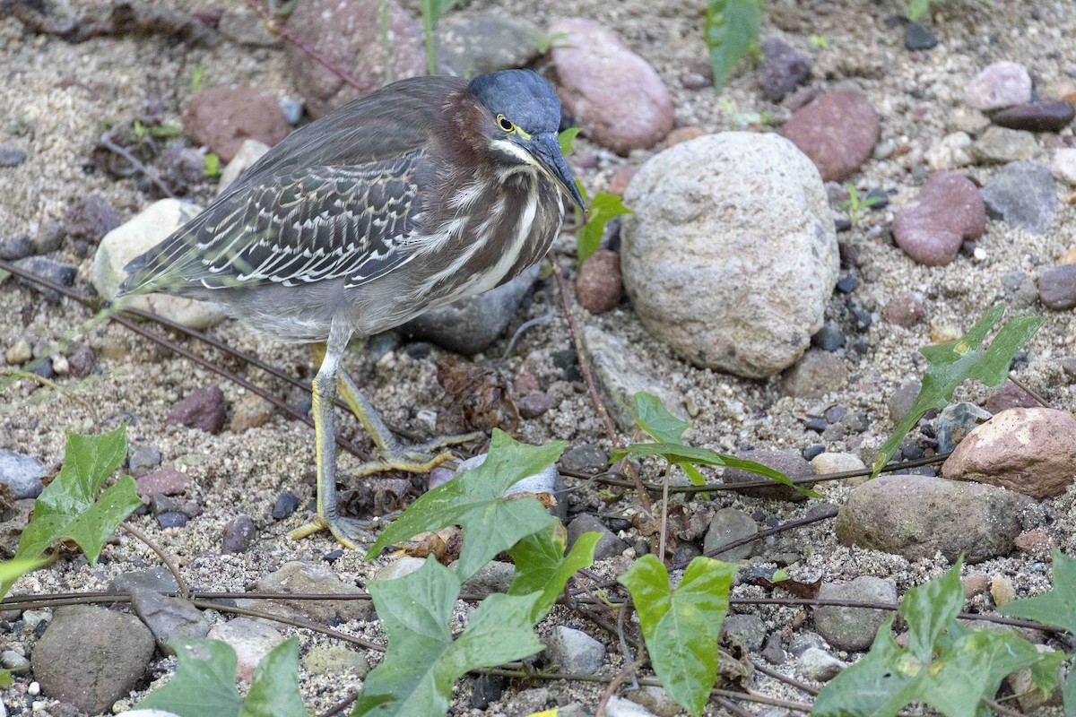 Grünreiher - ML646914315