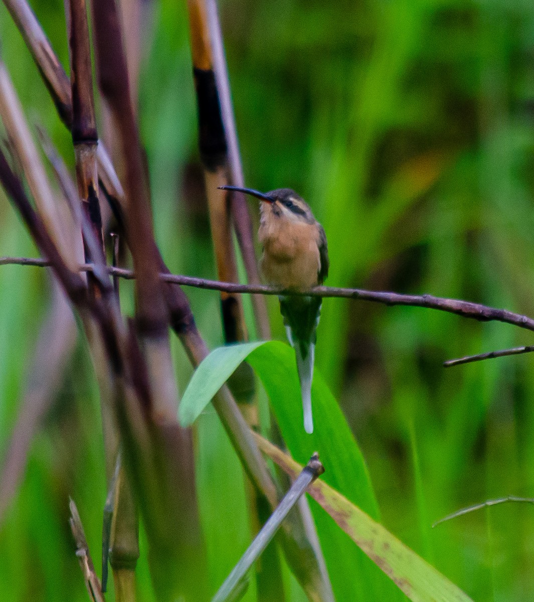 バライロユミハチドリ - ML646914317