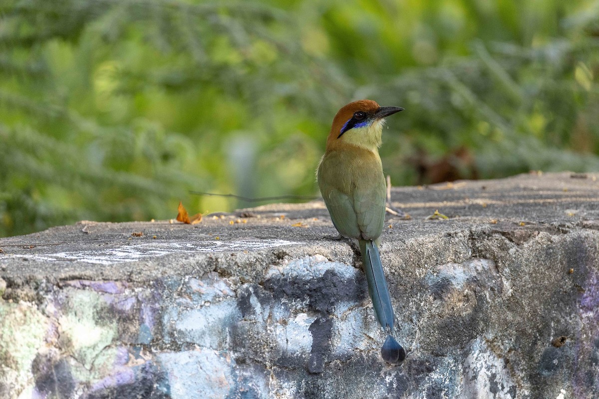 Момот мексиканський - ML646914319