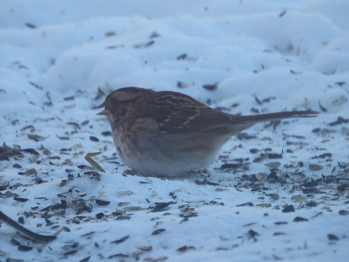 White-throated Sparrow - ML646914320