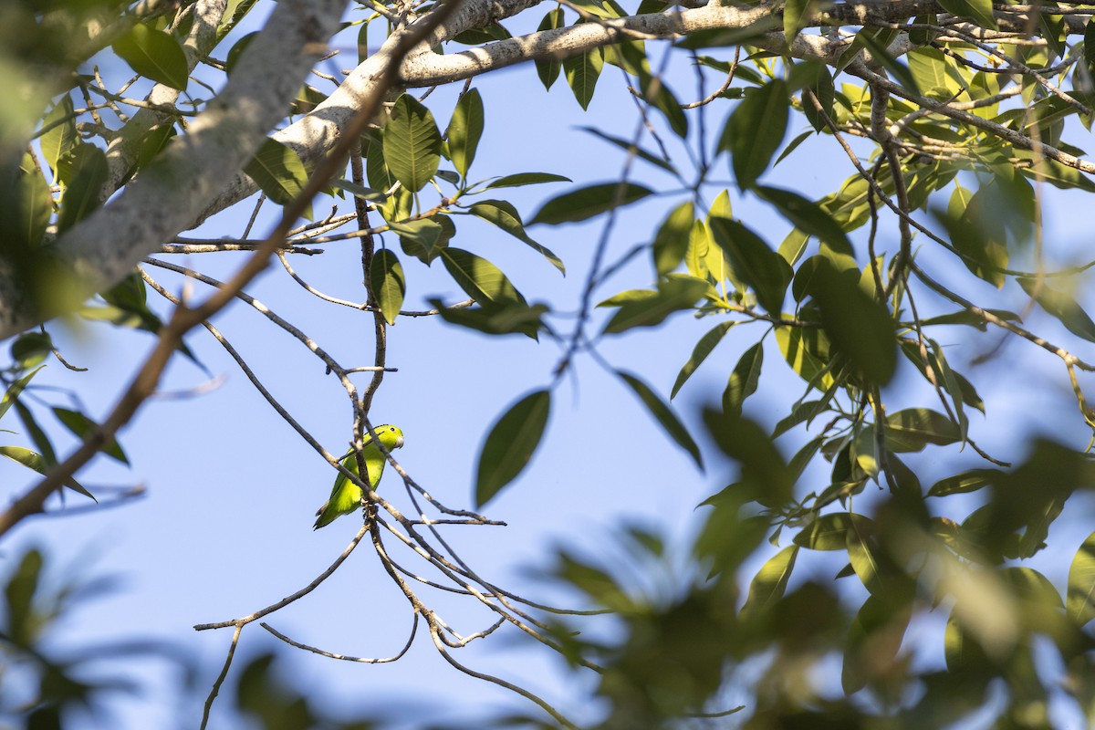 Папуга-горобець мексиканський - ML646914322