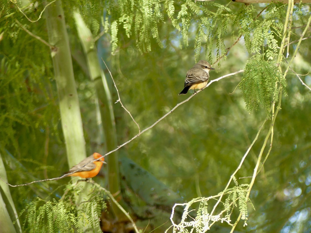 Moucherolle vermillon - ML646914334