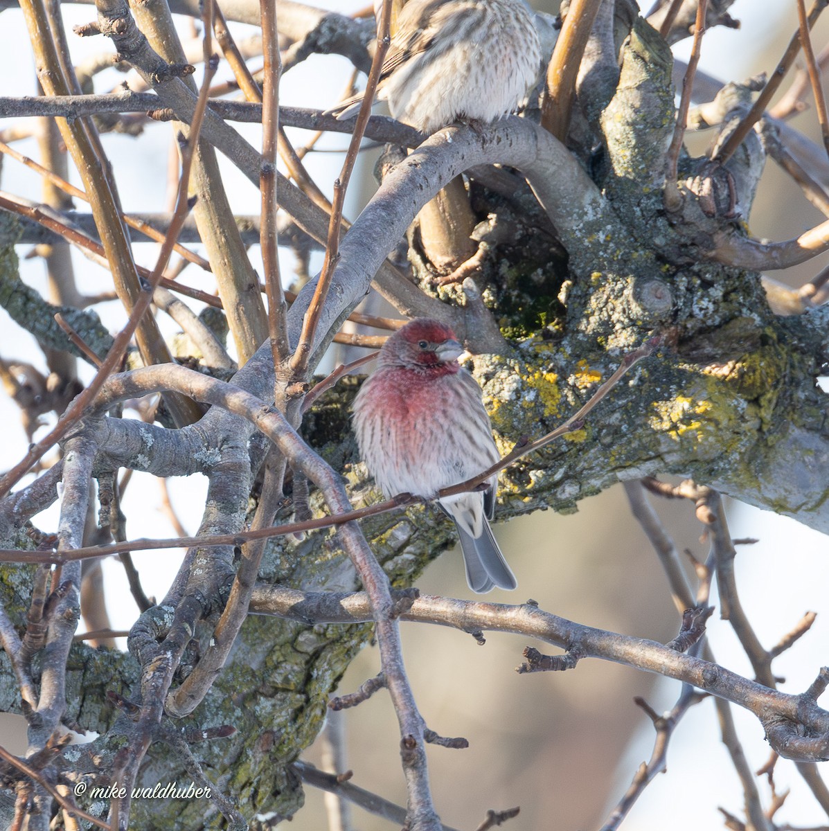 House Finch - ML646914339