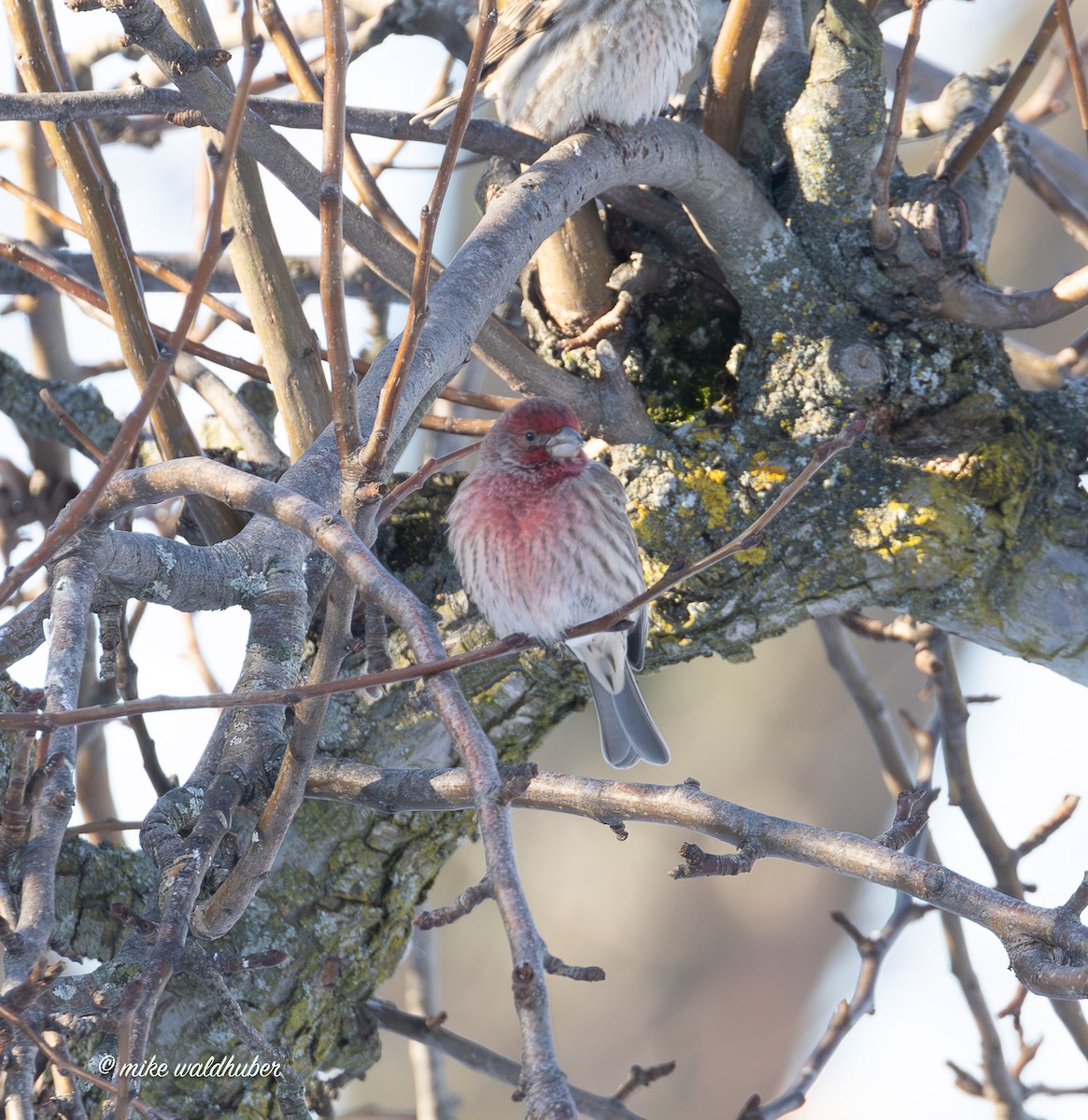 House Finch - ML646914340