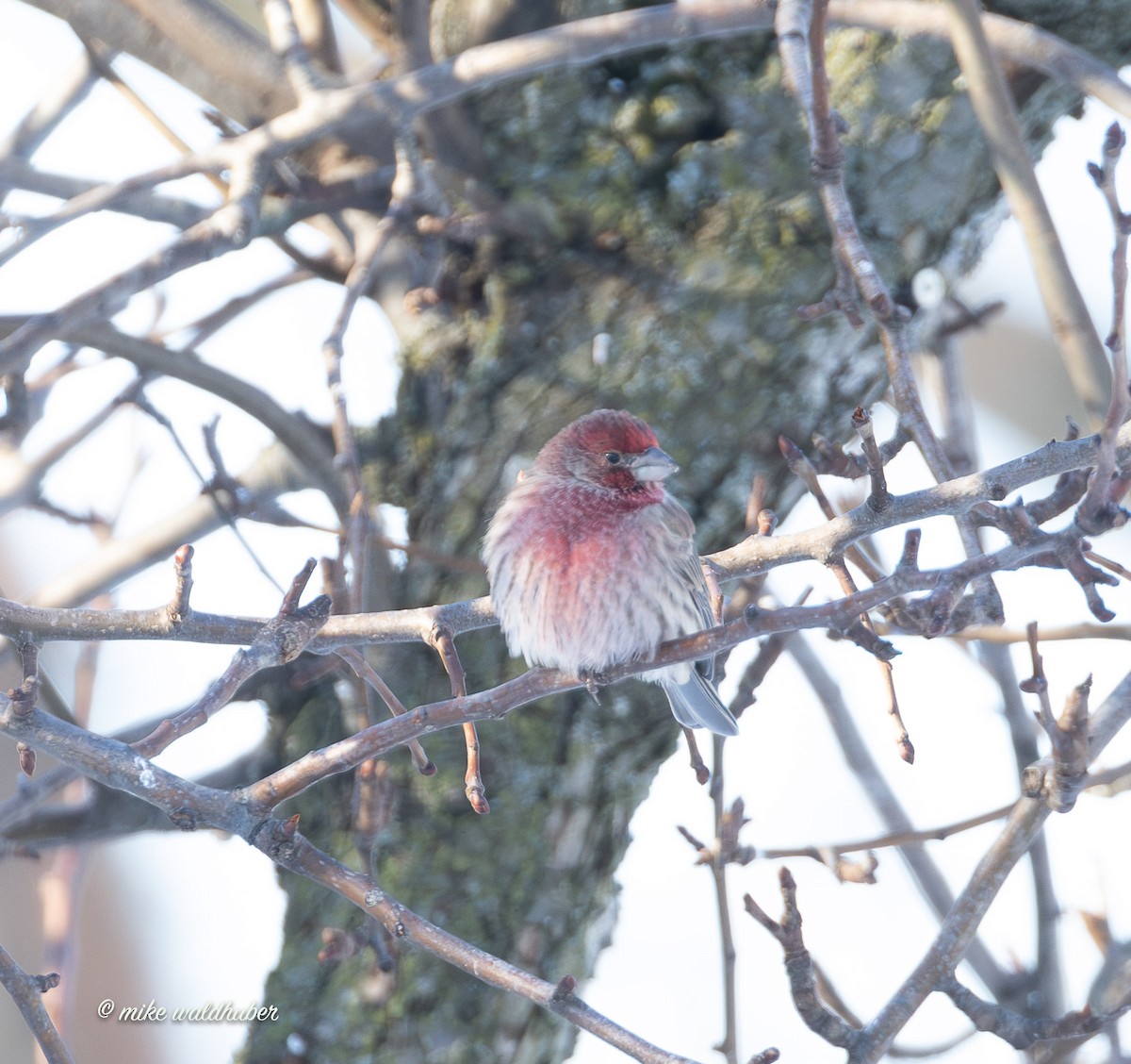 House Finch - ML646914341