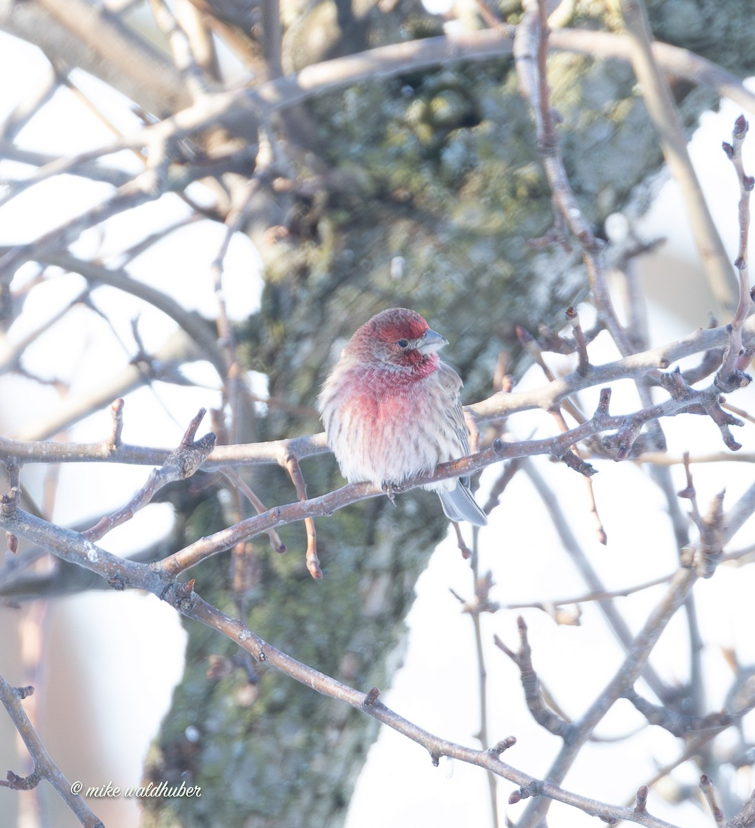 House Finch - ML646914342