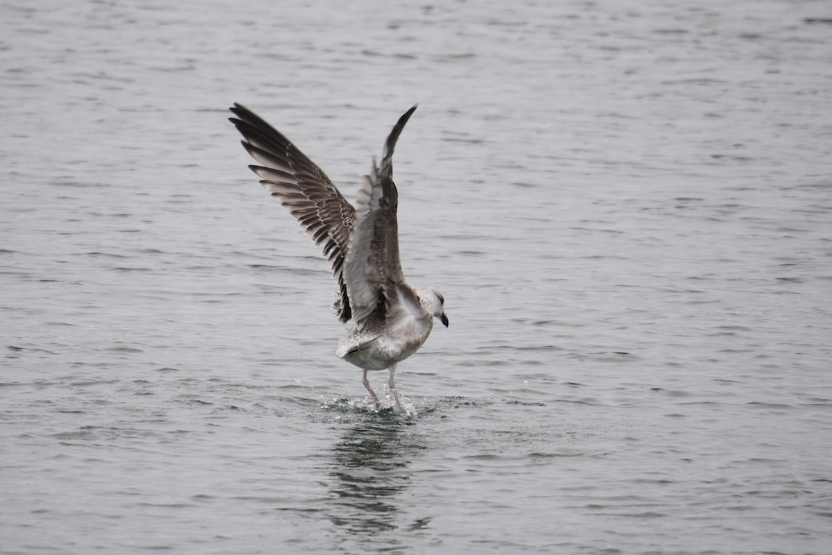 Gavión Atlántico - ML646914349
