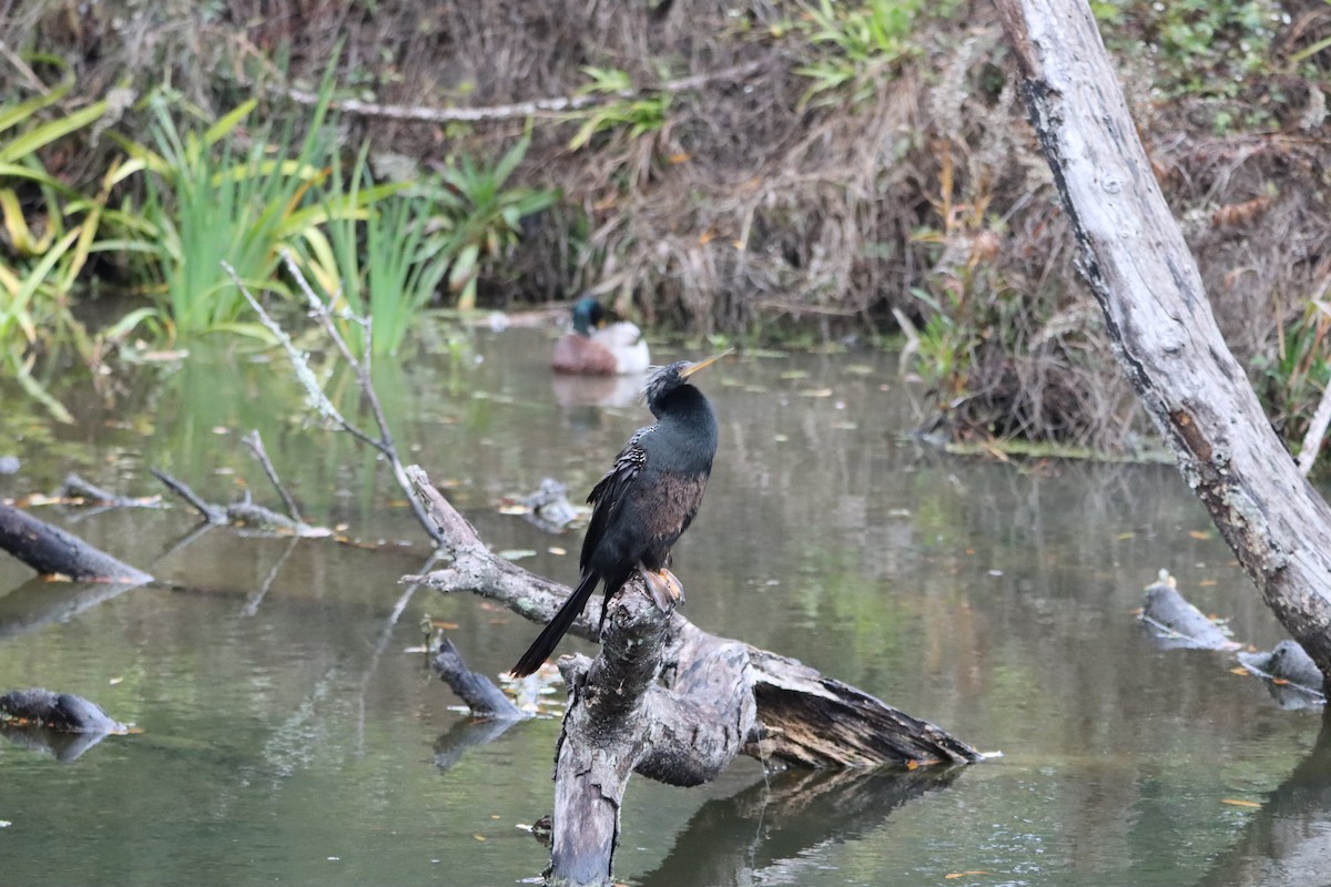 Anhinga - ML646914351