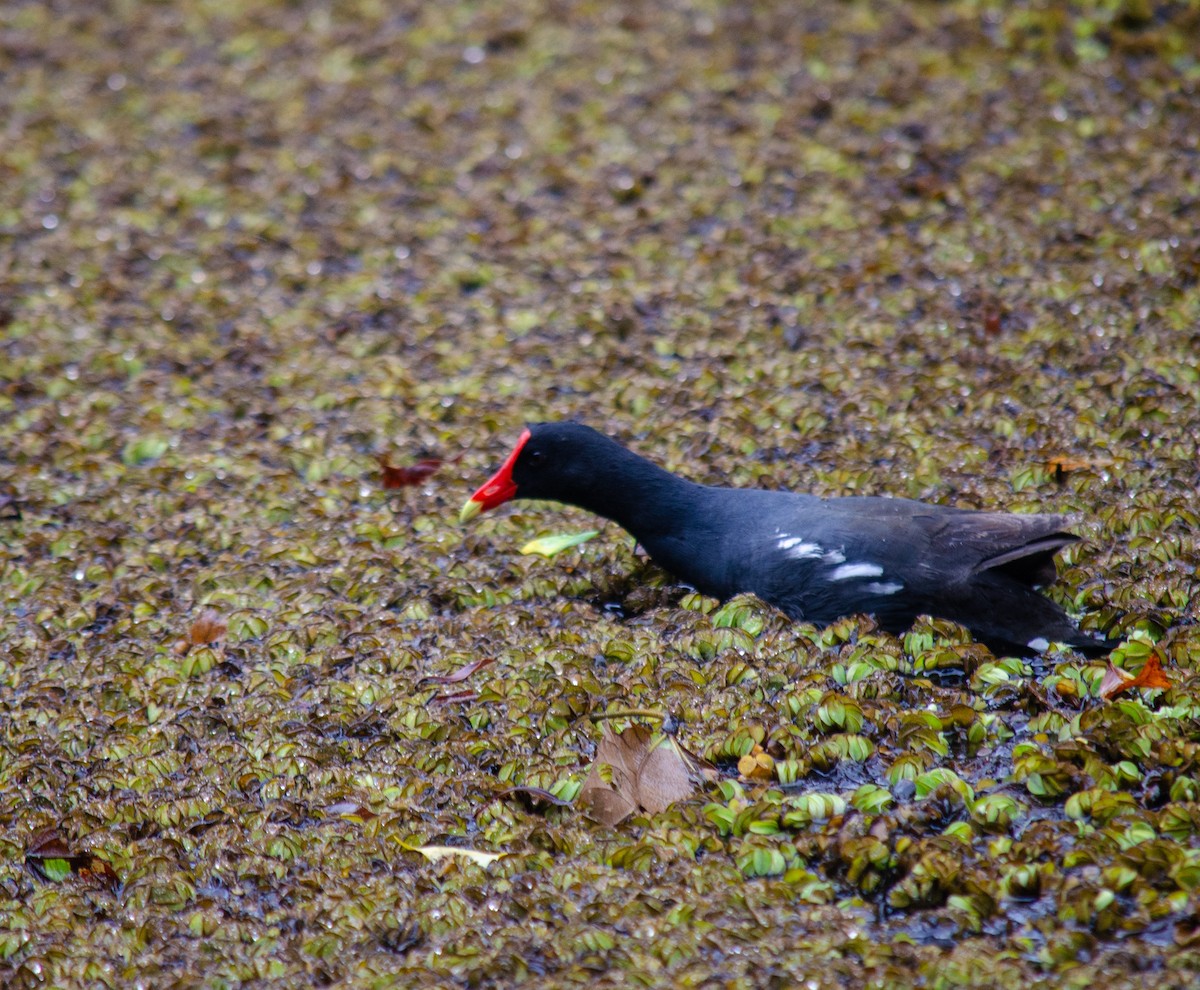 アメリカバン - ML646914355