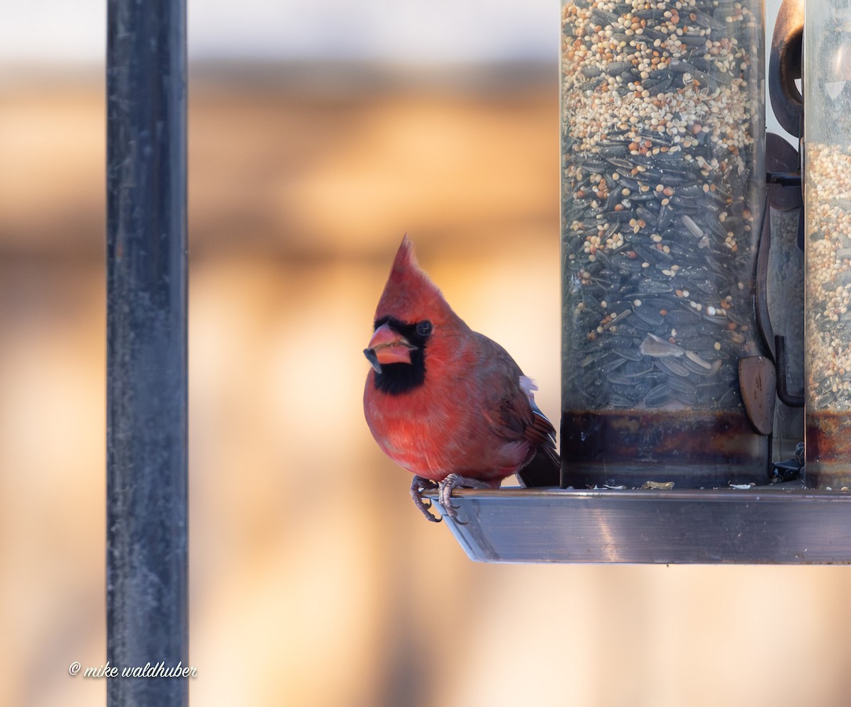 Northern Cardinal - ML646914357