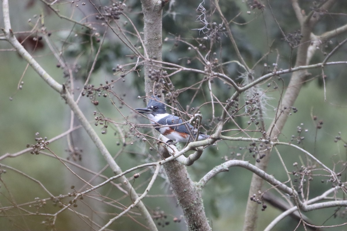 Belted Kingfisher - ML646914360