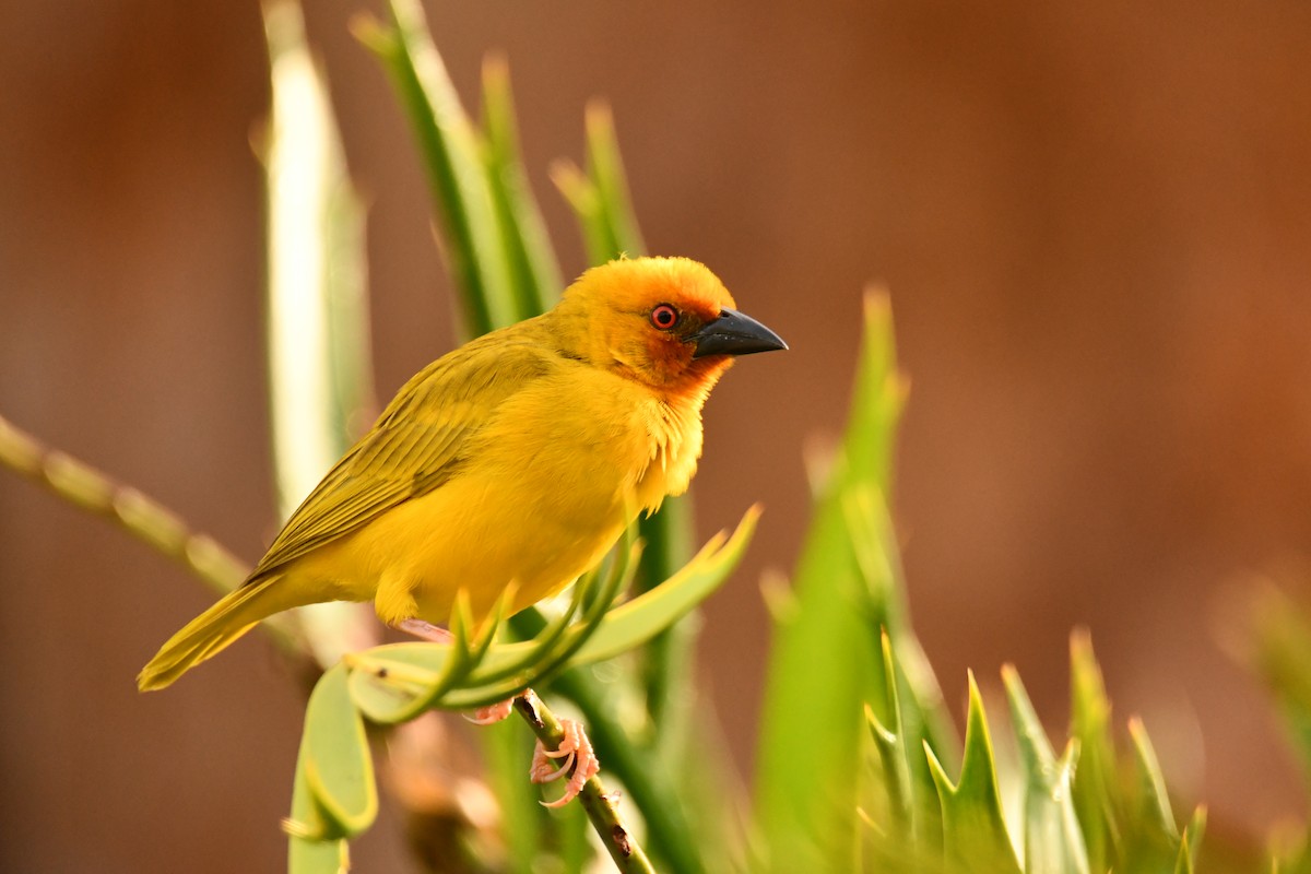 African Golden-Weaver - ML646914364