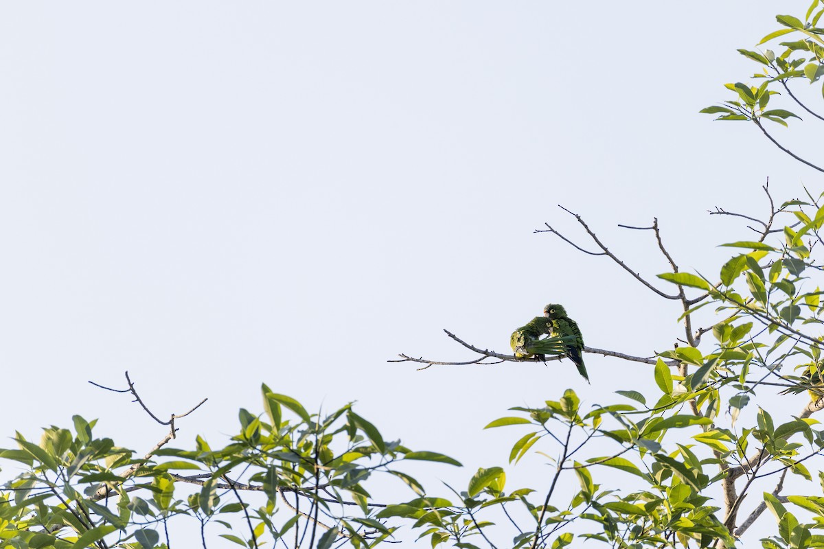 Аратинга мексиканський - ML646914367