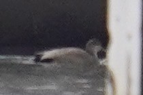 Ánade Friso - ML646914368