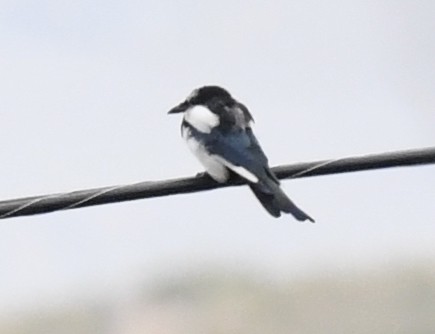 talassinsvale - ML646914370