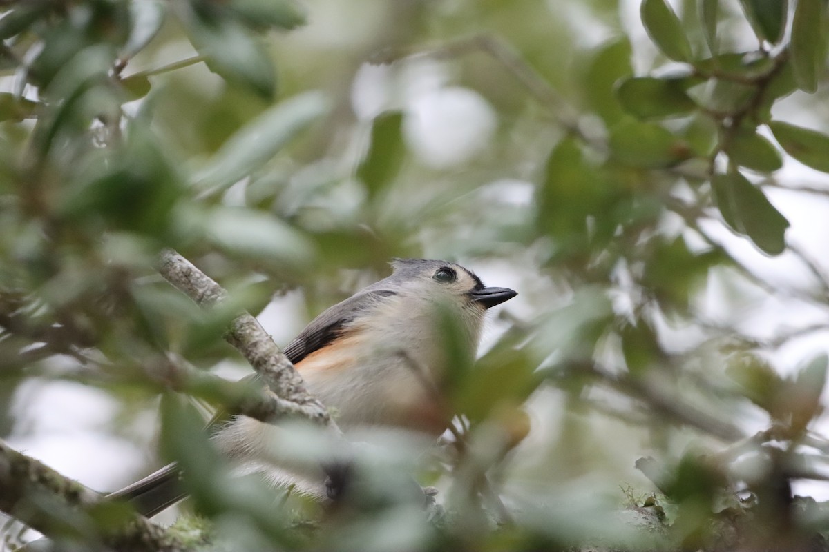 Tufted Titmouse - ML646914382