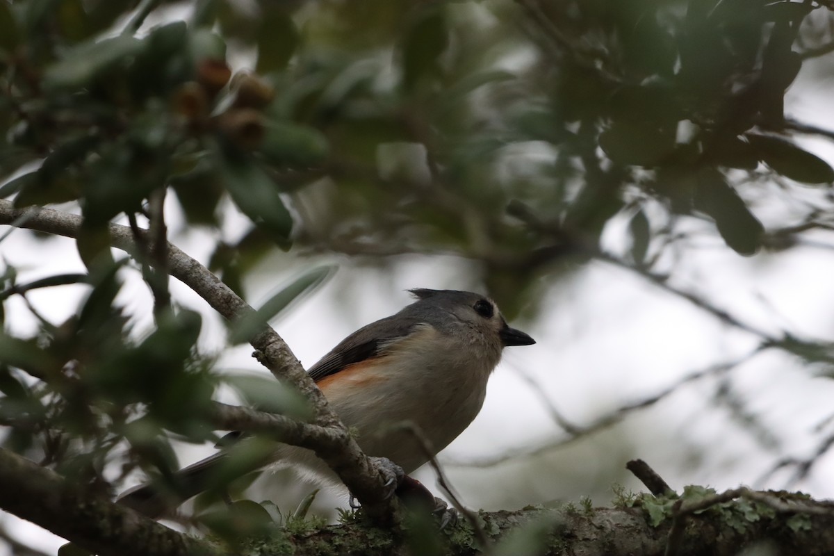 Tufted Titmouse - ML646914383