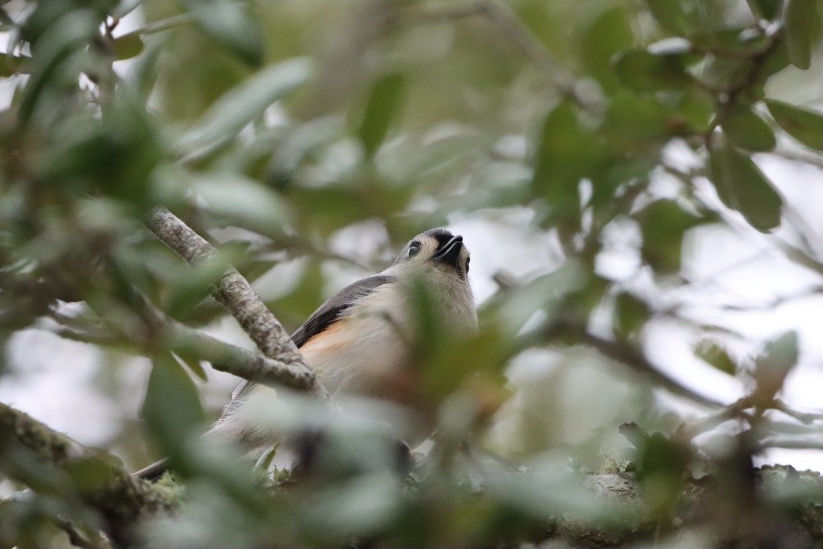 Tufted Titmouse - ML646914384