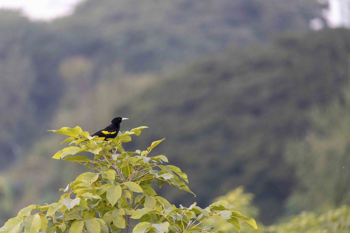 Касик мексиканський - ML646914397