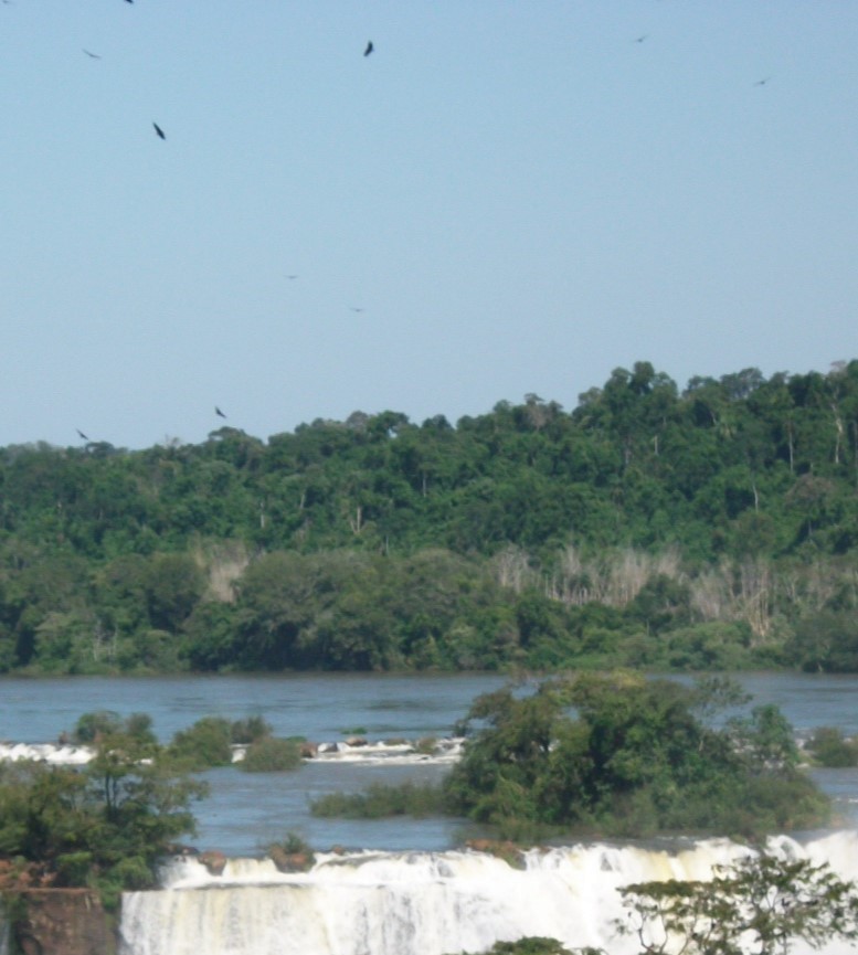 Zopilote beltza - ML646914405