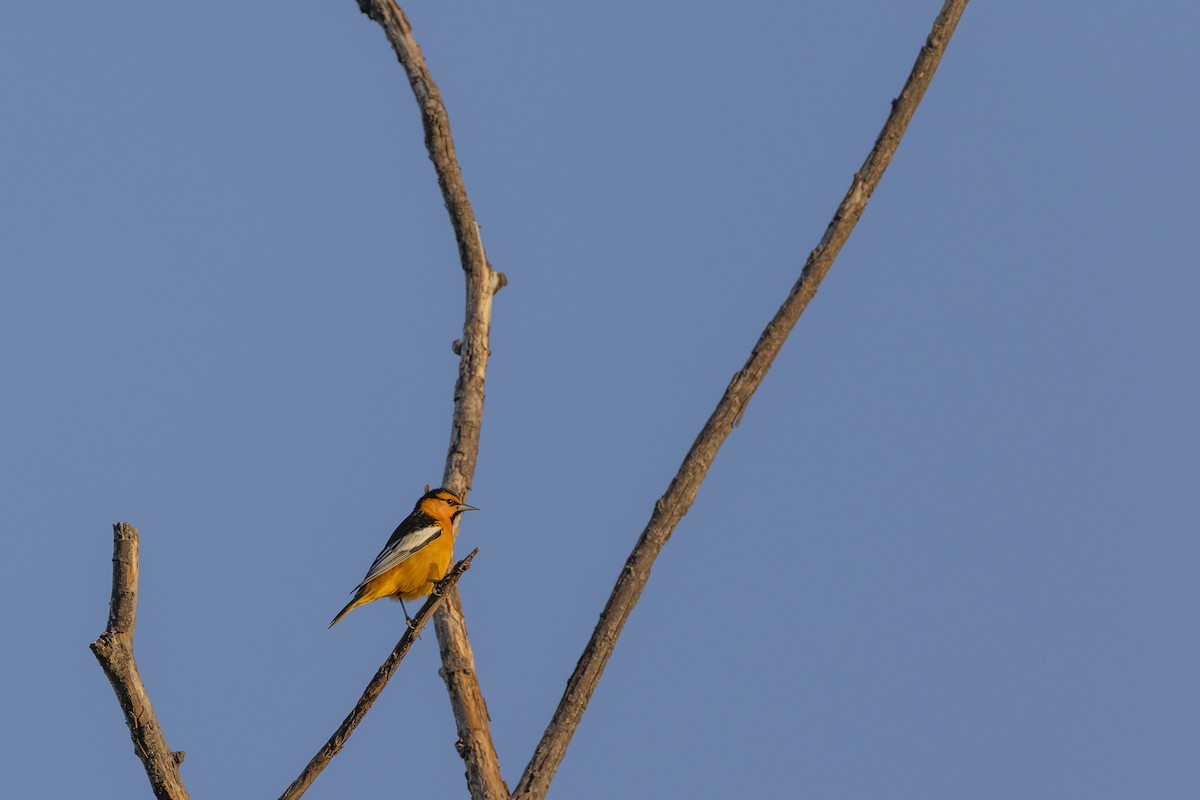 Трупіал золотощокий - ML646914406