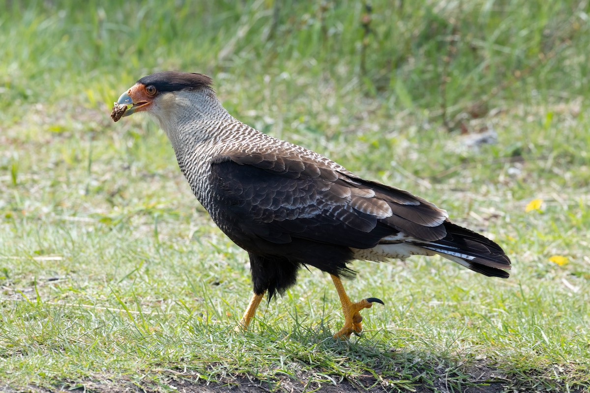 Crested Caracara (Southern) - ML646914412