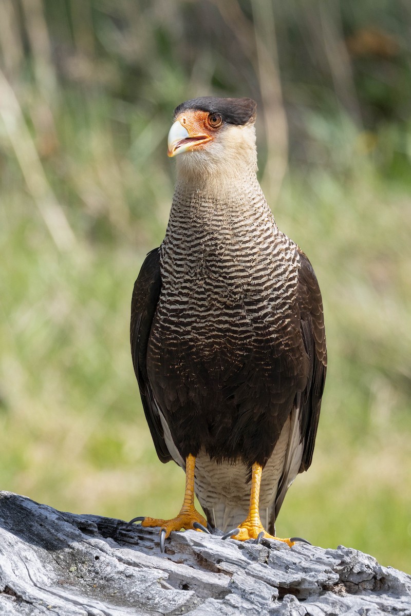 Crested Caracara (Southern) - ML646914413
