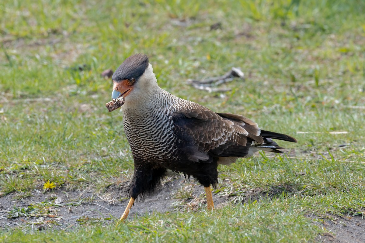 Crested Caracara (Southern) - ML646914414