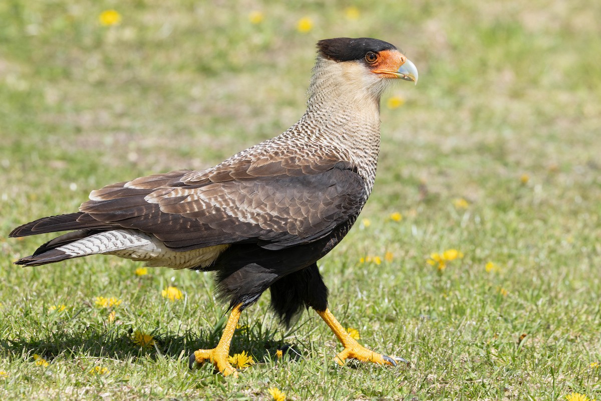 Crested Caracara (Southern) - ML646914419