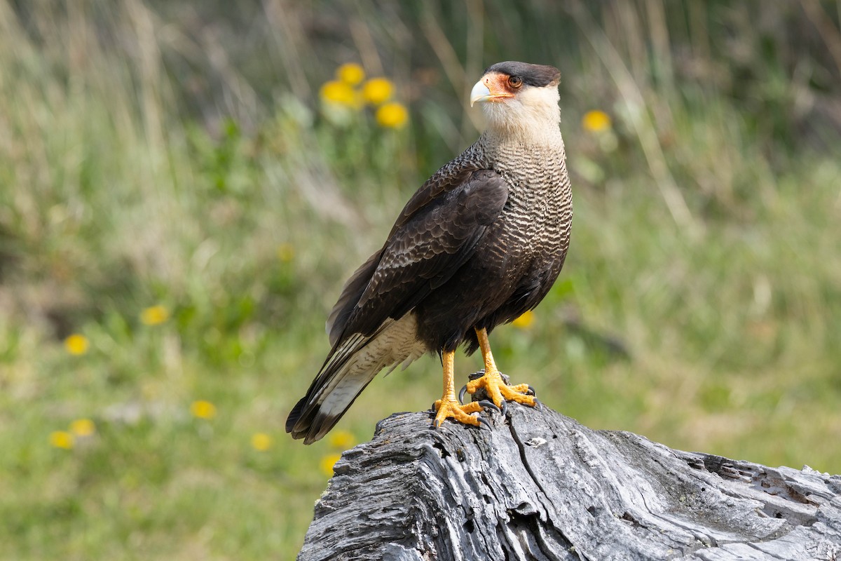 Crested Caracara (Southern) - ML646914422